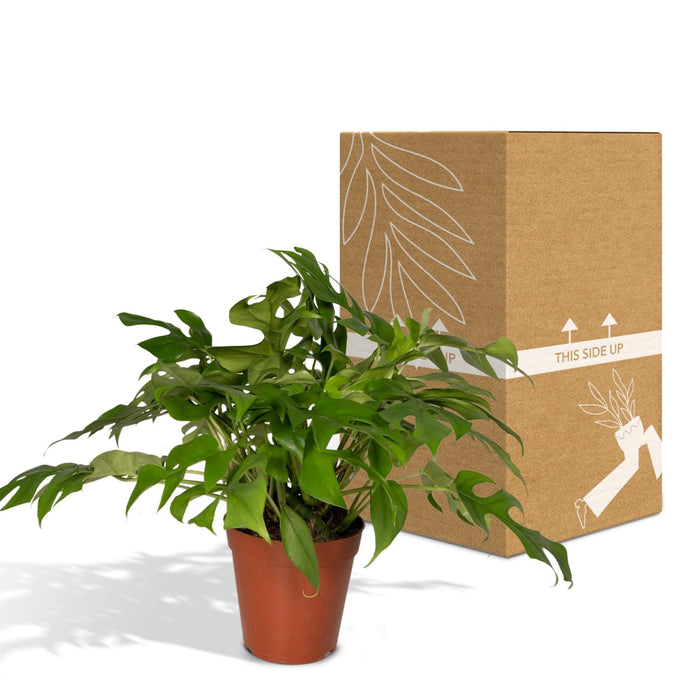 Monstera Minima