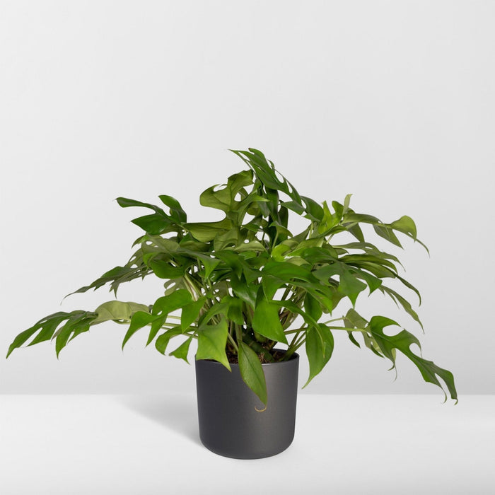 Monstera Minima