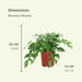 Monstera Minima - Sæt Med 2