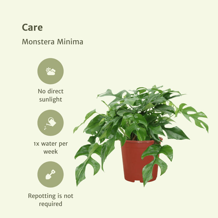 Monstera Minima - Sæt Med 2