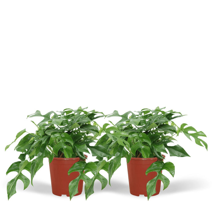 Monstera Minima - Sæt Med 2