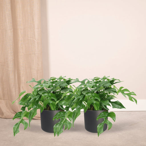 Monstera Minima - Sæt Med 2