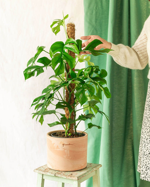 Monstera Minima På Spil
