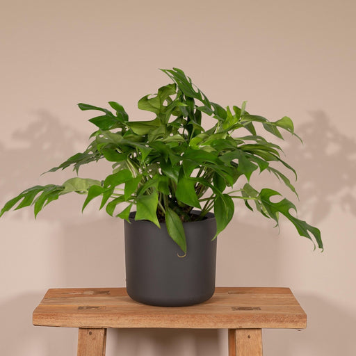 Monstera Minima