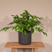 Monstera Minima