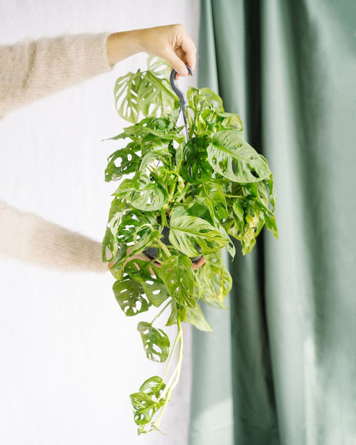 Monstera Abeblad