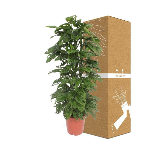 Monstera Abeblad
