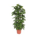 Monstera Abeblad