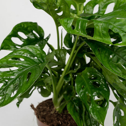 Monstera Monkey Leaf - Sæt Med 2