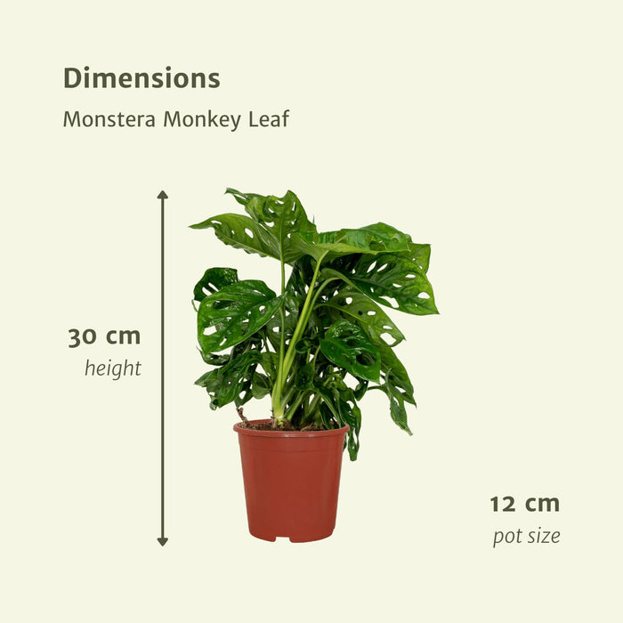 Monstera Monkey Leaf - Sæt Med 2