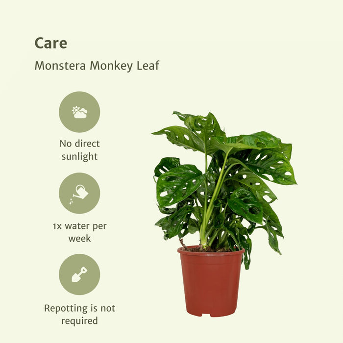 Monstera Monkey Leaf - Sæt Med 2