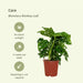 Monstera Monkey Leaf - Sæt Med 2