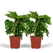 Monstera Monkey Leaf - Sæt Med 2
