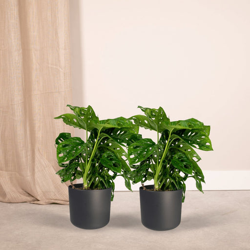 Monstera Monkey Leaf - Sæt Med 2