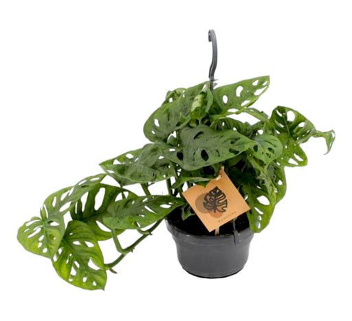 Monstera Abeblad
