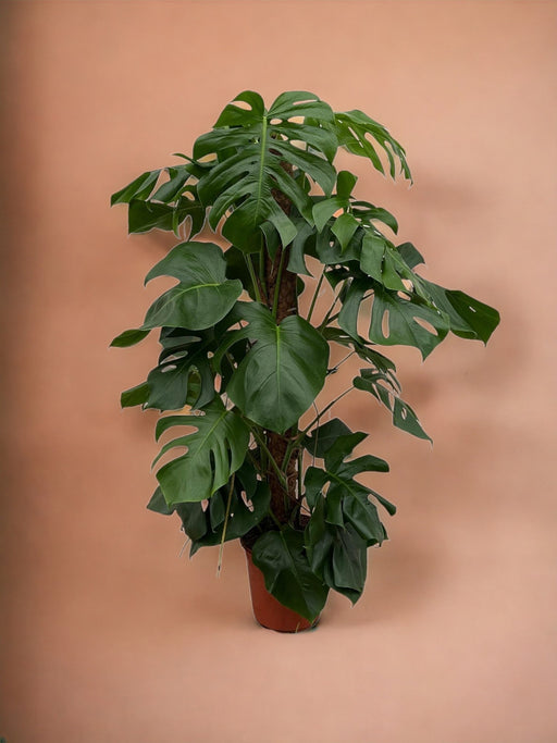 Monstera Pertusum - 120 Cm - Ø24