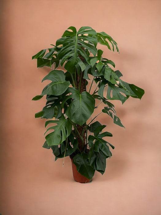Monstera Pertusum - 120 Cm - Ø24