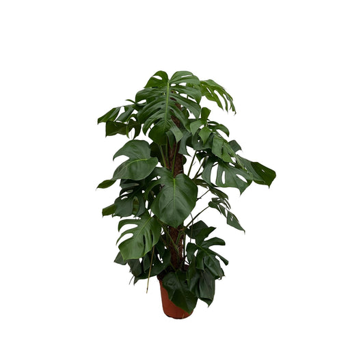 Monstera Pertusum - 120 Cm - Ø24