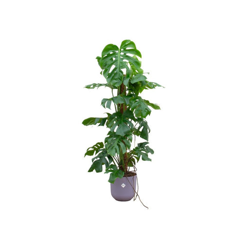 Monstera Pertusum 120Cm Og Dens Gryde