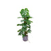 Monstera Pertusum 120Cm Og Dens Gryde
