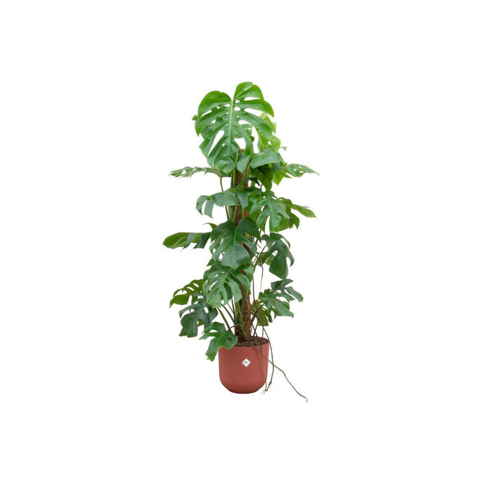 Monstera Pertusum 120Cm Og Dens Gryde