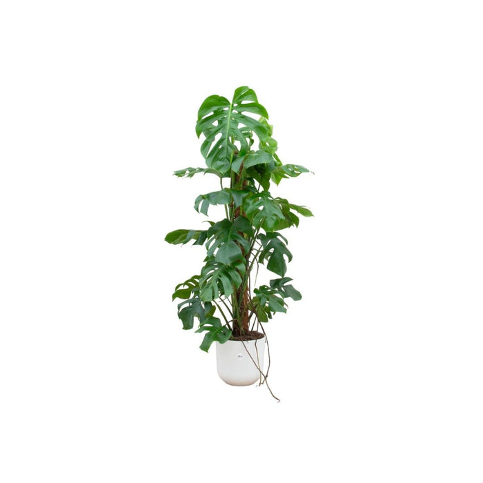 Monstera Pertusum 120Cm Og Dens Gryde