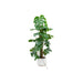 Monstera Pertusum 120Cm Og Dens Gryde
