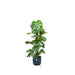 Monstera Pertusum 120Cm Og Dens Gryde