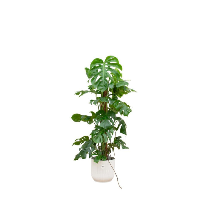 Monstera Pertusum 120Cm Og Dens Gryde