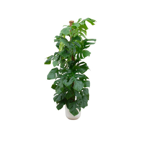 Monstera Pertusum 150 Cm Og Dens Gryde