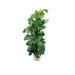 Monstera Pertusum 150 Cm Og Dens Gryde