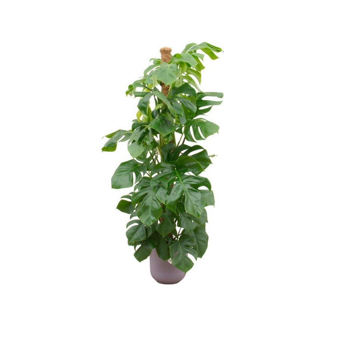 Monstera Pertusum 150 Cm Og Dens Gryde