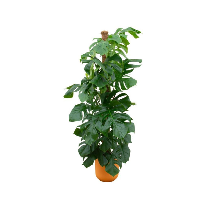 Monstera Pertusum 150 Cm Og Dens Gryde