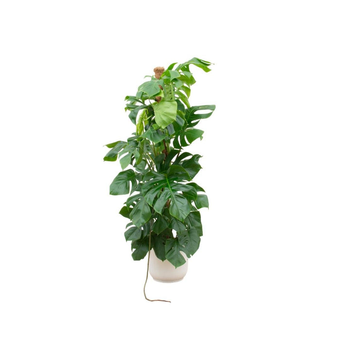Monstera Pertusum 150 Cm Og Dens Gryde