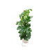 Monstera Pertusum 150 Cm Og Dens Gryde
