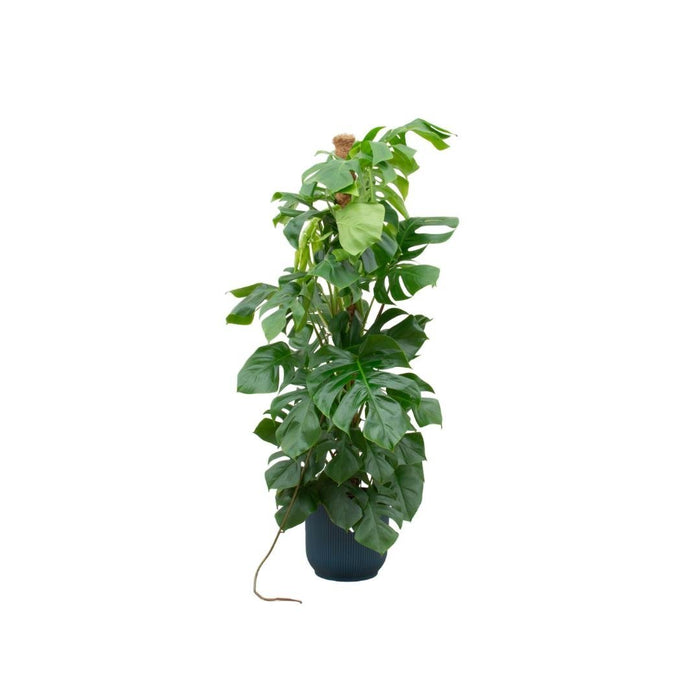 Monstera Pertusum 150 Cm Og Dens Gryde