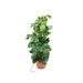 Monstera Pertusum 150 Cm Og Dens Gryde