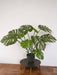 Monstera - Kunstig Grøn Plante