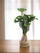 Monstera Cylindrisk Vase