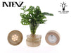 Monstera Vase Og Led Base