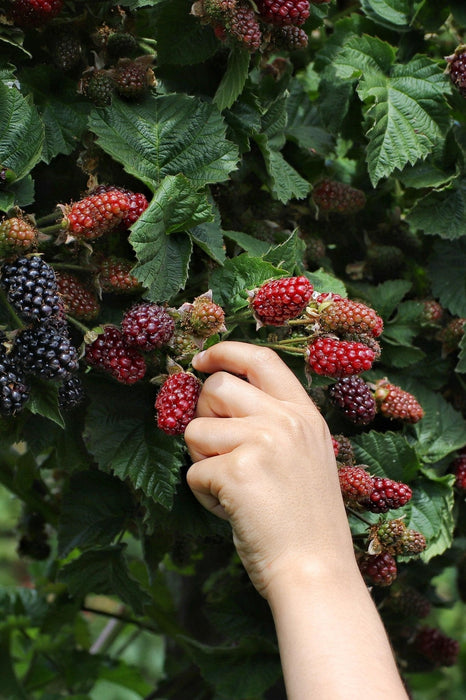 Mulberry - Frugtbusk