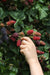 Mulberry - Frugtbusk