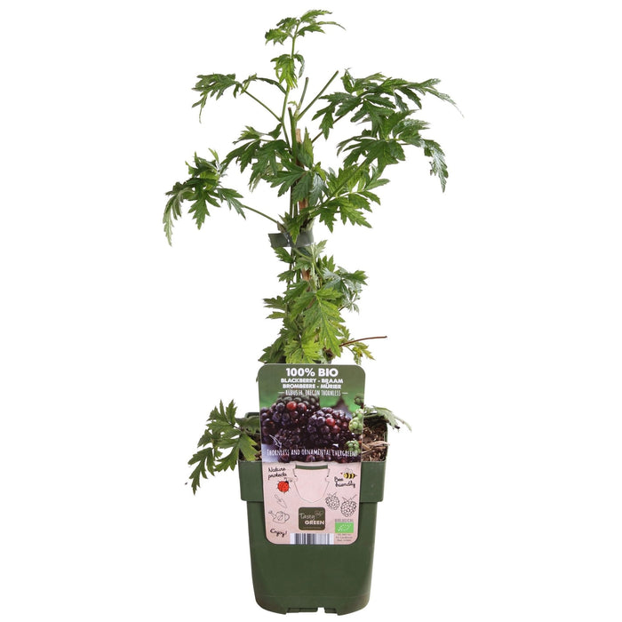 Mulberry - Frugtbusk