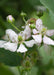 Mulberry - Frugtbusk