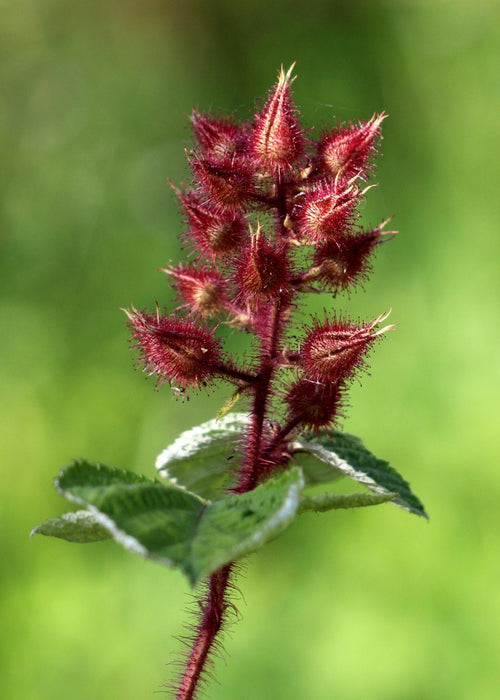 Japansk Mulberry - H45Cm, Ø13Cm - Udendørs Plante