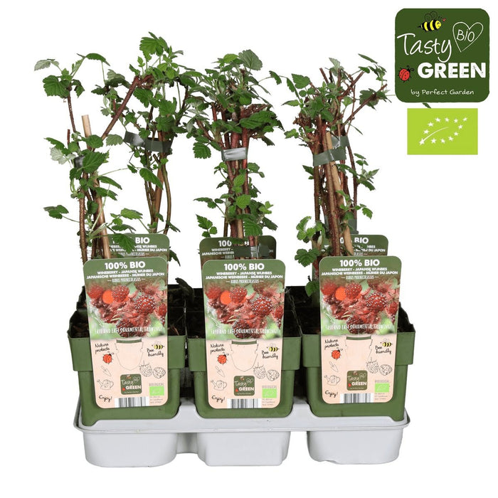 Japansk Mulberry - H45Cm, Ø13Cm - Udendørs Plante