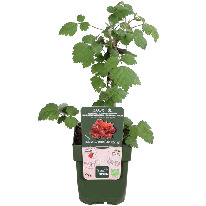 Japansk Mulberry - H45Cm, Ø13Cm - Udendørs Plante