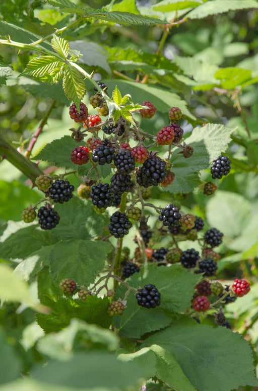 Lochness Mulberry - Frugtbusk