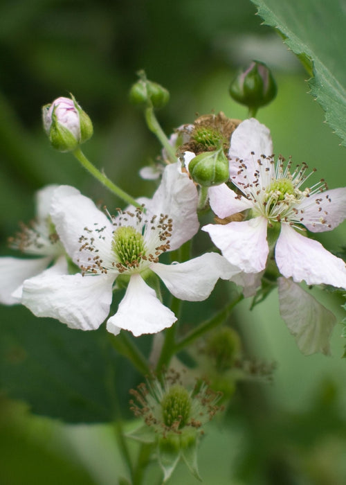 Lochness Mulberry - Frugtbusk