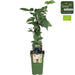 Lochness Mulberry - Frugtbusk